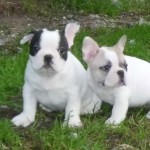 chiot bouledogue français caille à vendre
