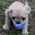 chiot bouledogue français fauve