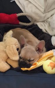 PHOTO Moka chiot bouledogue appartenant à Mme Claverie