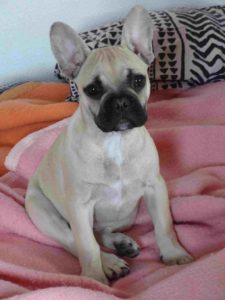 Lucie chiot bouledogue français appartenant à Met Mme Ducousso