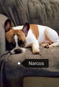 NARCOS BOULEDOGUE CAILLE FAUVE ROUGE
