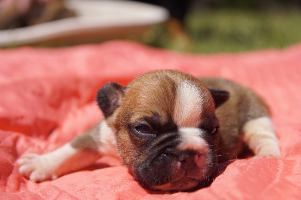 chiot bouledogue français lof caille fauve rouge
