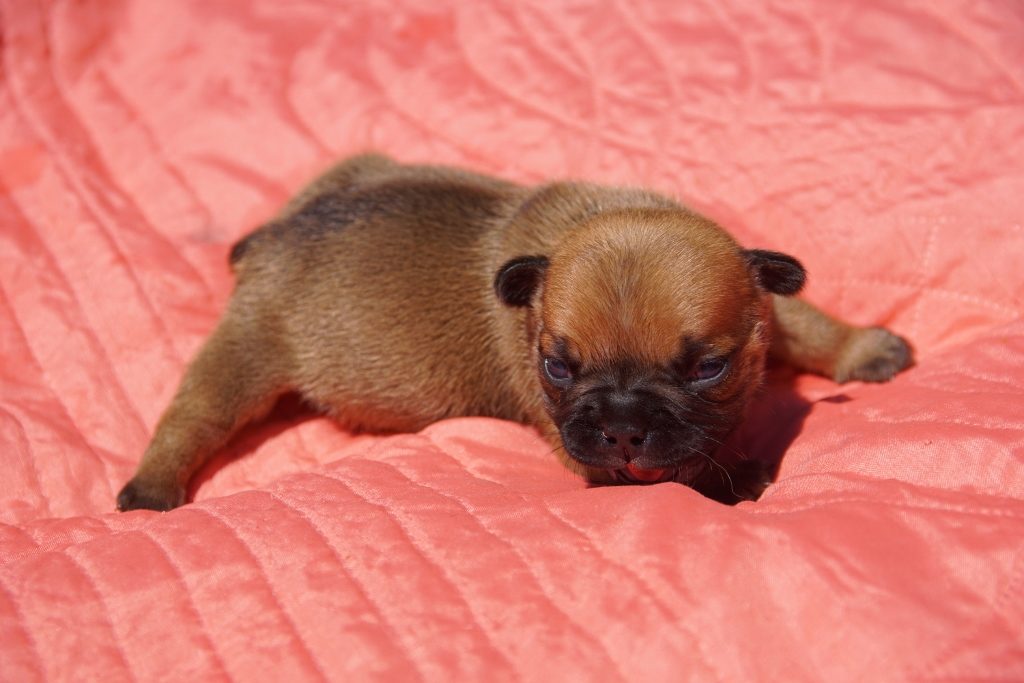 chiot fille bouledogue fauve rouge
