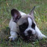 Femelle bouledogue français caille fauve 1100 euros