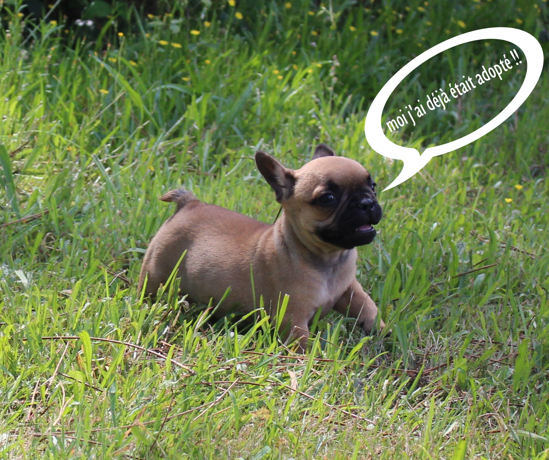 bouledogue francais reservé