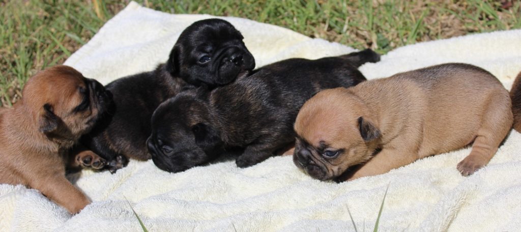 Chiot bouledogue français lof fauve et bringé disponible debut Septembre prix 1490 les mâles et 1590 euros les femelles