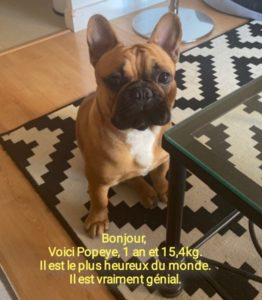 Voici Popeye, 1 an et 15,4 kg. Il est le plus heureux du monde. Il est vraiment génial.