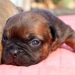 Chiot boule
