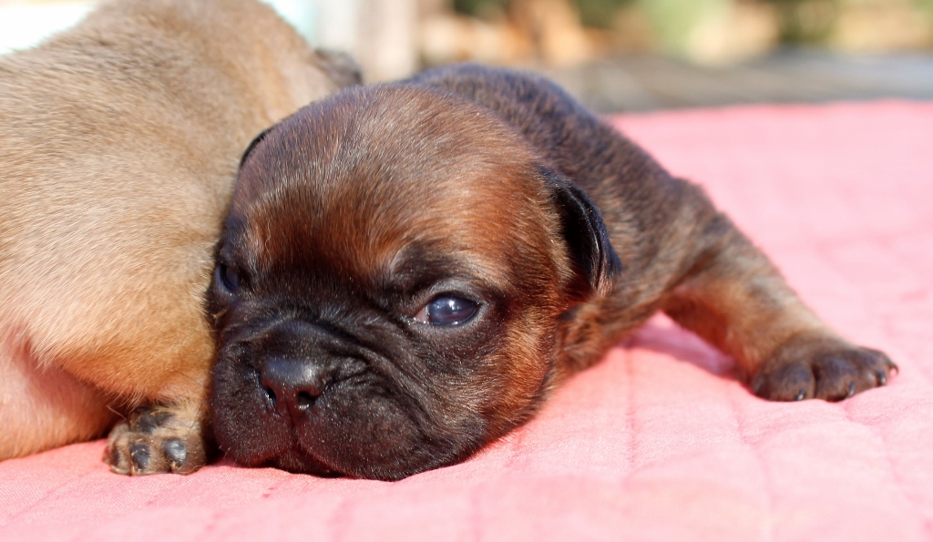 Chiot boule