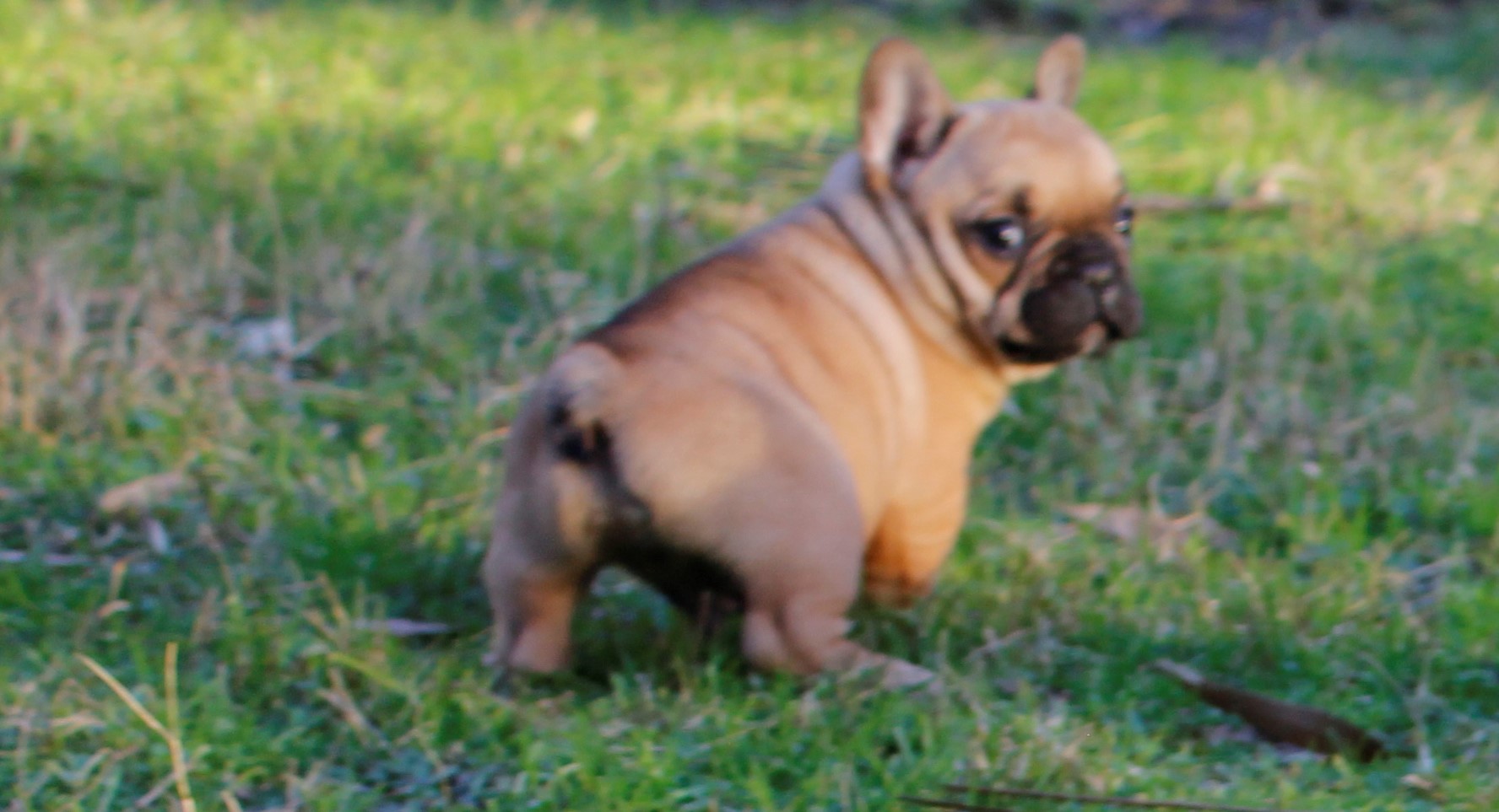 chiot bouledogue français fauve doré