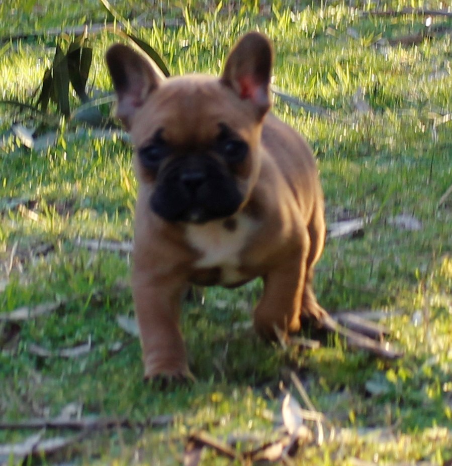 CHIOT BOULEDOGUE FAUVE ROUGE