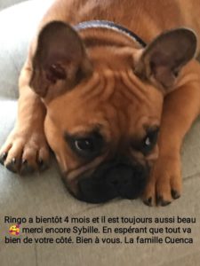 Ringo à bientôt 4 mois et il est toujour aussi beau, merci encore Sybille. En esperant que tout va bien de votre coté. Bien vous. La famille Cuenca