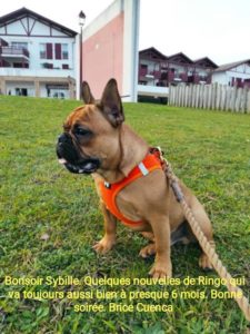 Bonjour Sybille, quelques nouvelles de Ringo qui va toujours aussi bien a presque 6 mois. Bonne soirée. Brice Cuenca