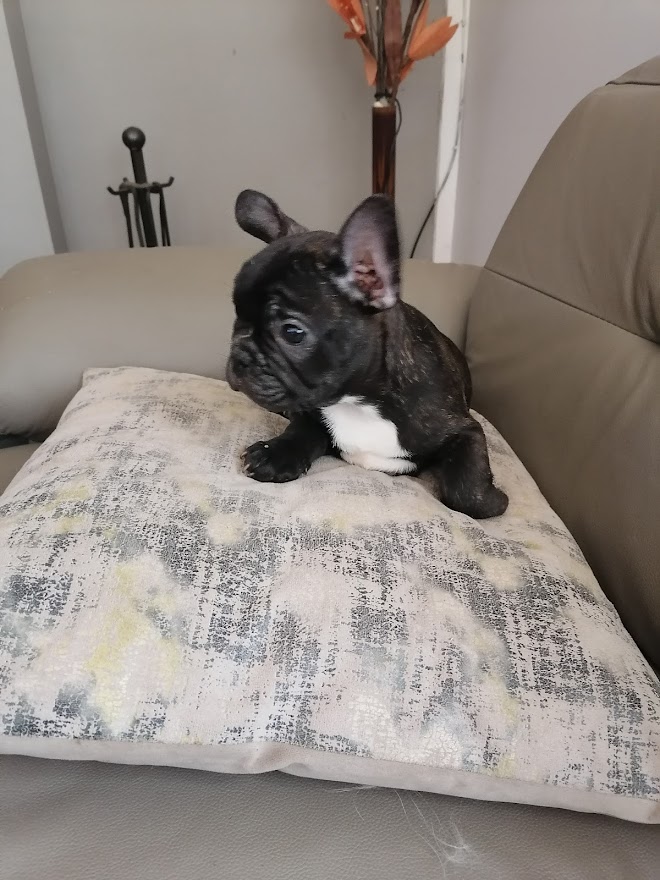 chiot bouledogue français bringé