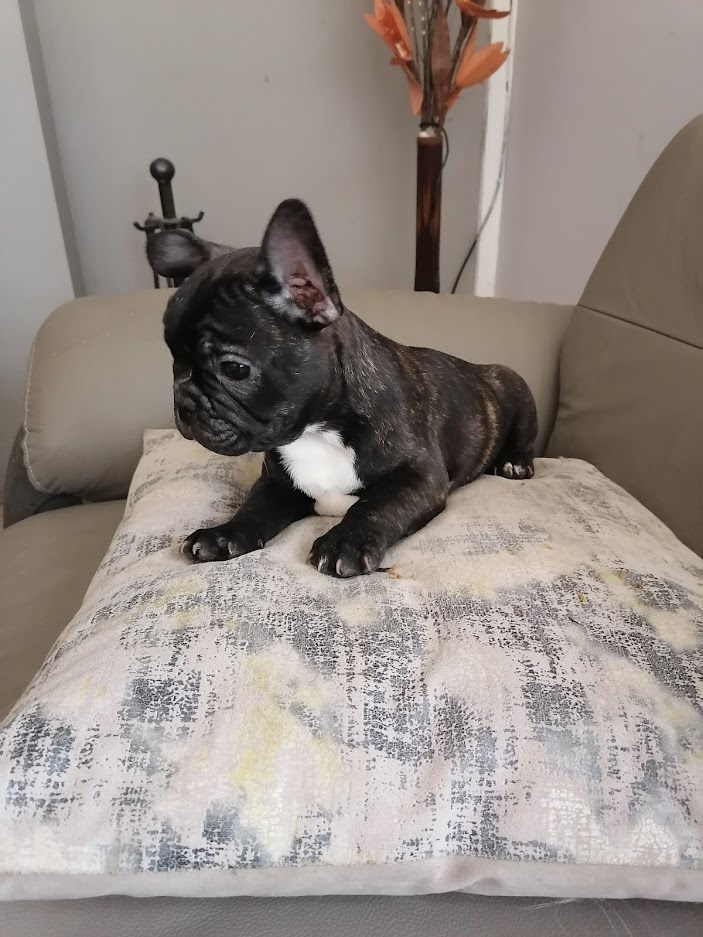 chiot bouledogue français bringé