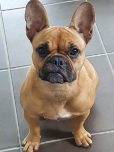 Voila ma petite Sally à déjà 1 an, je l'adore, en plus elle est magnifique.... Espere que vous allez bien, et votre élevage aussi... A bientôt, M FOURNIER