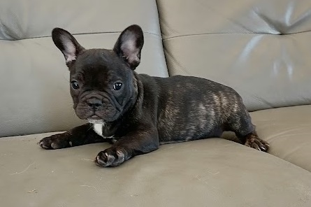 Femelle bouledogue français bringé 1390 euros