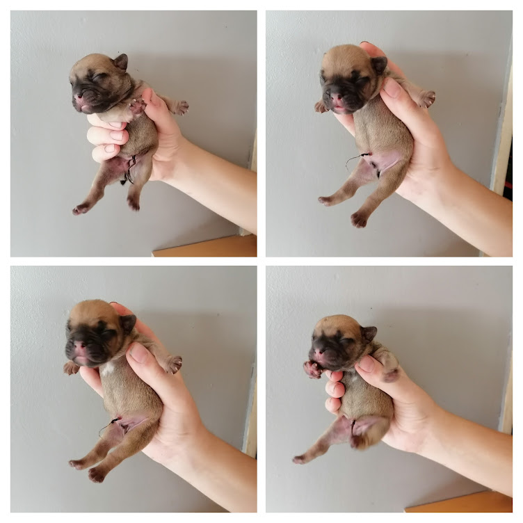 Portée chiots bouledogue français fauve rouge et dorés