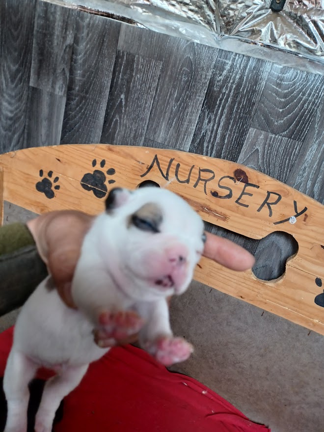 Chiot bouledogue français caille fauve
