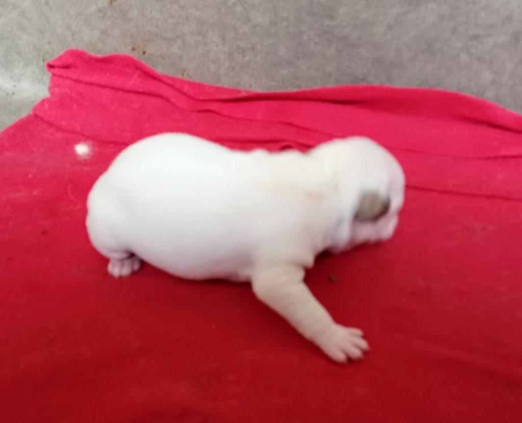 Chiot bouledogue français caille fauve