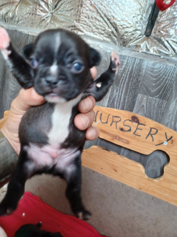 Chiot bouledogue français bringé