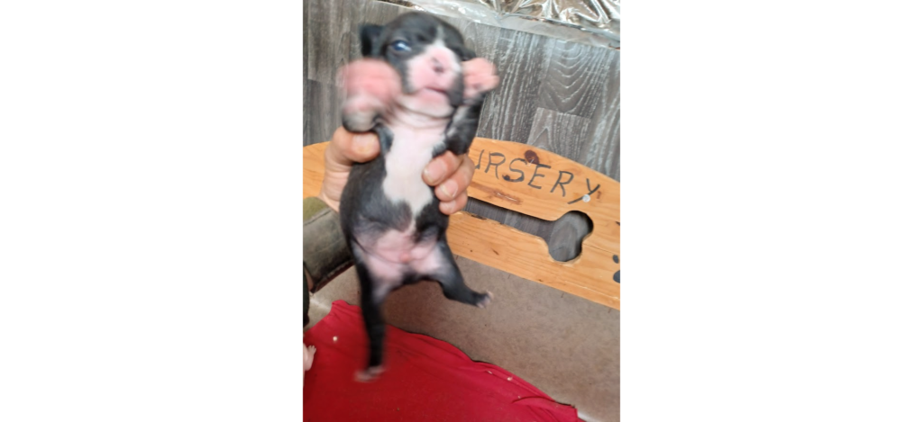 chiot bouledoue noir et blanc
