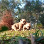 Chiots bouledogue dispo actuellement