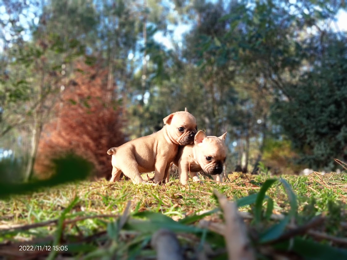 Chiots bouledogue dispo actuellement
