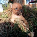 bouledogue français fauve rouge
