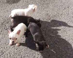 photos chiot bouledogue français caille fauve