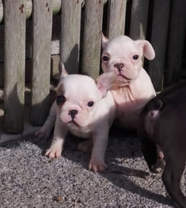 bouledogue français 1300 euros
