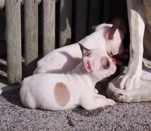 photo bouledogue français blanc
