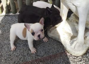 photo bouledogue français caille fauve disponible de suite