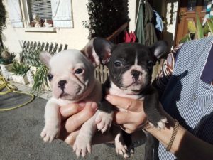 bouledogue français disponible de suite