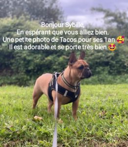 Novembre 2023: Bonjour Sybille, En espérant que vous allez bien, une petite photo de Tacos pour ses 1 an. Il est adorable et se porte très bien
