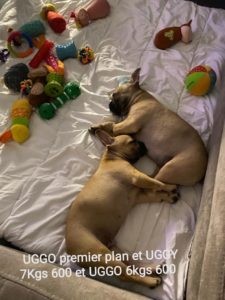 Decembre 2023: Uggo premier plan et Uggy. Uggy 7kg600 et Uggo 6kg600