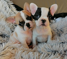 2 femelles bouledogue français caille et caille fauve