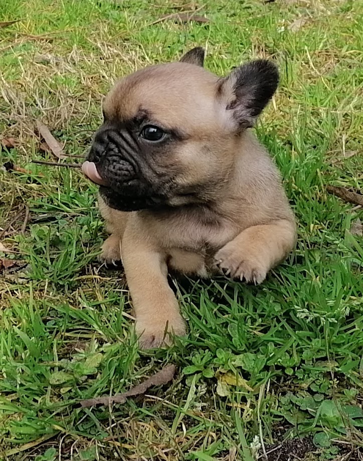 Chiot bouledogue français disponible Fin Février et début Mars 2024